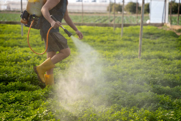 Wasp Removal Services in Woodridge, IL