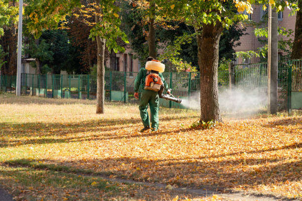 Best Termite Control Services  in Woodridge, IL