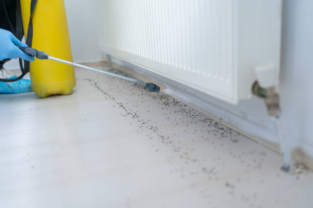 Best Cockroach Control Services  in Woodridge, IL