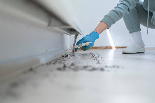 Best Spider Control Near Me  in Woodridge, IL